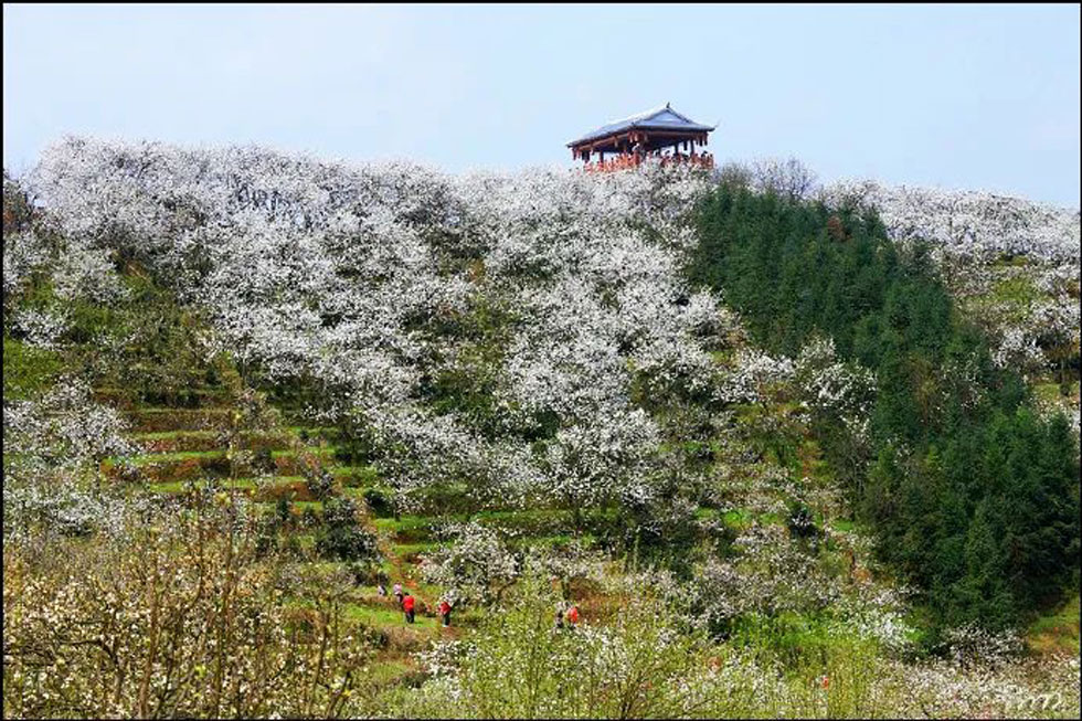 【春天，广西桂林灌阳县向您发出邀请！】我们在灌阳看梨花 - 游山玩水 - 廊坊生活社区 - 廊坊28生活网 lf.28life.net