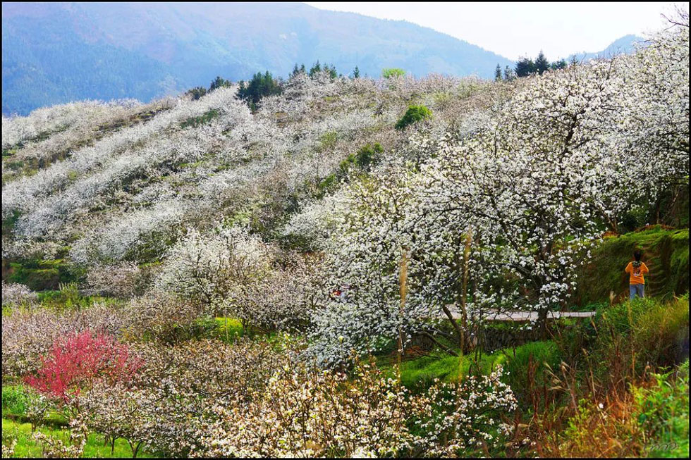 【春天，广西桂林灌阳县向您发出邀请！】我们在灌阳看梨花 - 游山玩水 - 廊坊生活社区 - 廊坊28生活网 lf.28life.net