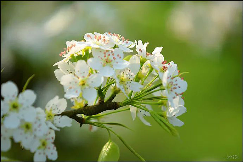 【春天，广西桂林灌阳县向您发出邀请！】我们在灌阳看梨花 - 游山玩水 - 廊坊生活社区 - 廊坊28生活网 lf.28life.net