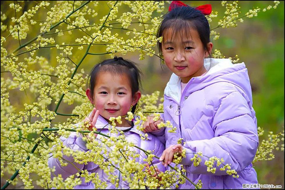 【春天，广西桂林灌阳县向您发出邀请！】米珠山前有片山苍子花在飘香 - 游山玩水 - 廊坊生活社区 - 廊坊28生活网 lf.28life.net