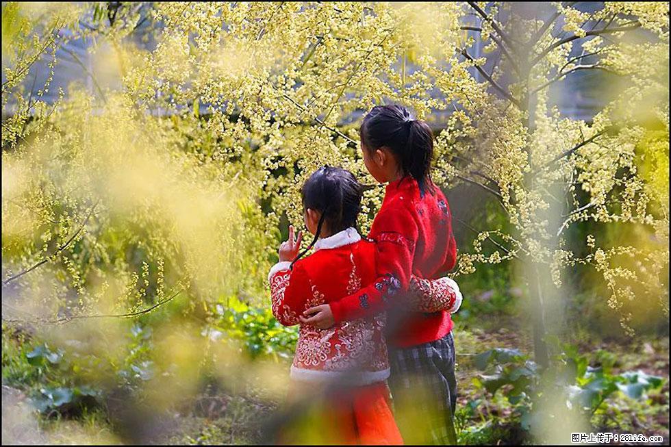 【春天，广西桂林灌阳县向您发出邀请！】米珠山前有片山苍子花在飘香 - 游山玩水 - 廊坊生活社区 - 廊坊28生活网 lf.28life.net