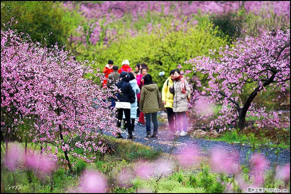 【春天，广西桂林灌阳县向您发出邀请！】官庄村有个醉美的桃花园 - 游山玩水 - 廊坊生活社区 - 廊坊28生活网 lf.28life.net