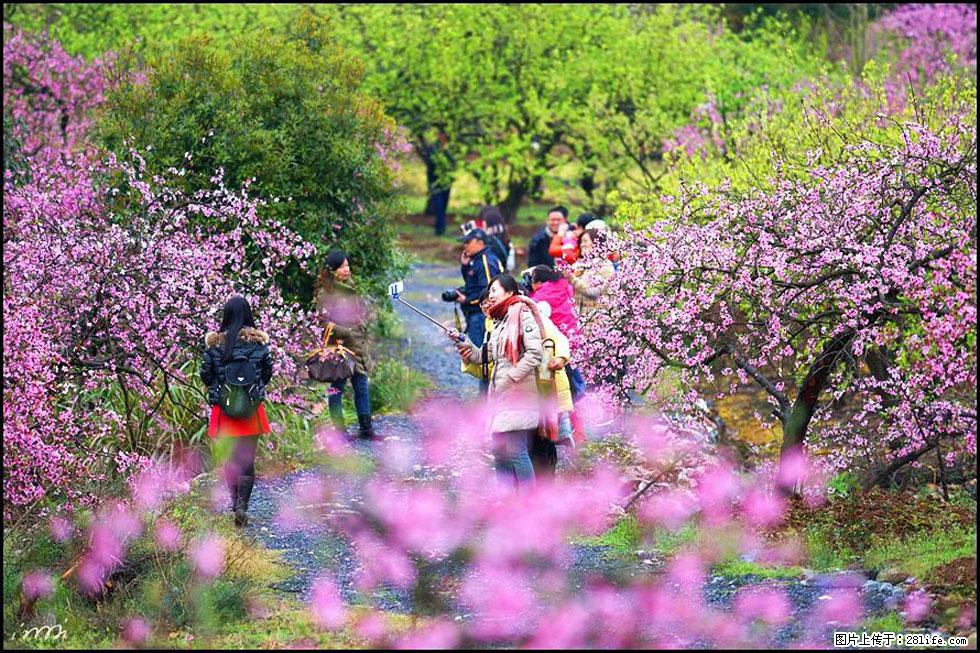 【春天，广西桂林灌阳县向您发出邀请！】官庄村有个醉美的桃花园 - 游山玩水 - 廊坊生活社区 - 廊坊28生活网 lf.28life.net