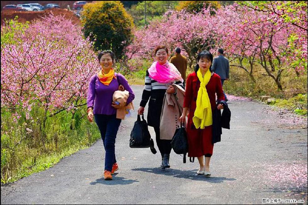 【春天，广西桂林灌阳县向您发出邀请！】官庄村有个醉美的桃花园 - 游山玩水 - 廊坊生活社区 - 廊坊28生活网 lf.28life.net