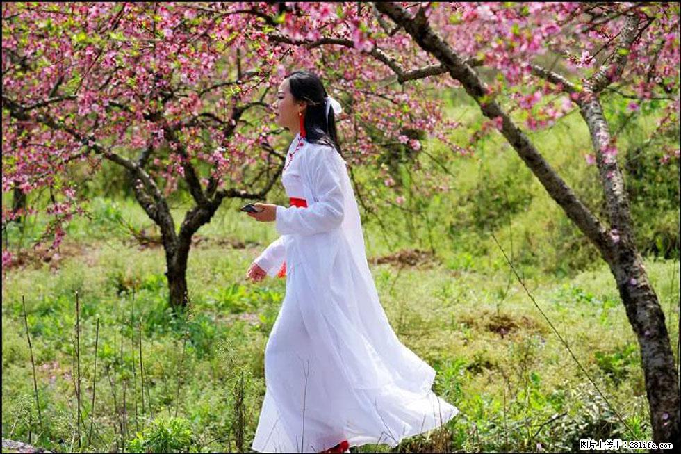 【春天，广西桂林灌阳县向您发出邀请！】官庄村有个醉美的桃花园 - 游山玩水 - 廊坊生活社区 - 廊坊28生活网 lf.28life.net