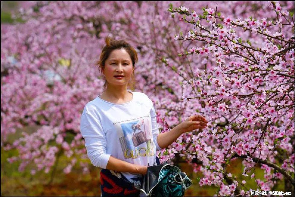 【春天，广西桂林灌阳县向您发出邀请！】官庄村有个醉美的桃花园 - 游山玩水 - 廊坊生活社区 - 廊坊28生活网 lf.28life.net