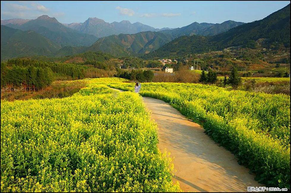 【春天，广西桂林灌阳县向您发出邀请！】长坪村油菜盛情花开 - 游山玩水 - 廊坊生活社区 - 廊坊28生活网 lf.28life.net
