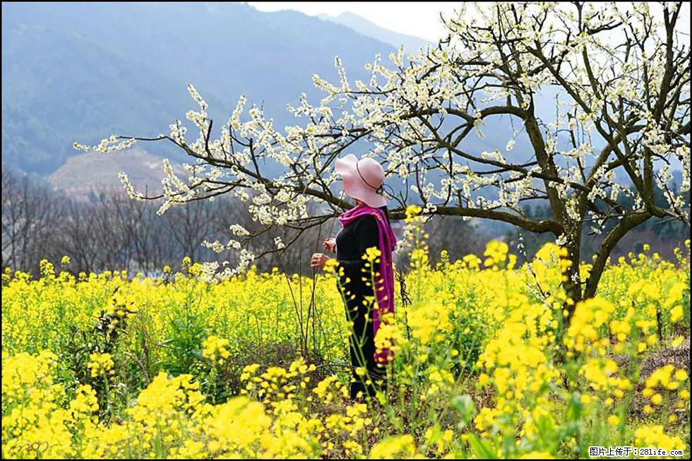 【春天，广西桂林灌阳县向您发出邀请！】长坪村油菜盛情花开 - 游山玩水 - 廊坊生活社区 - 廊坊28生活网 lf.28life.net