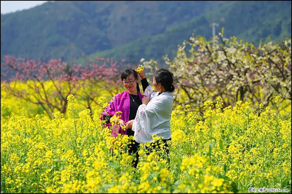【春天，广西桂林灌阳县向您发出邀请！】长坪村油菜盛情花开 - 游山玩水 - 廊坊生活社区 - 廊坊28生活网 lf.28life.net