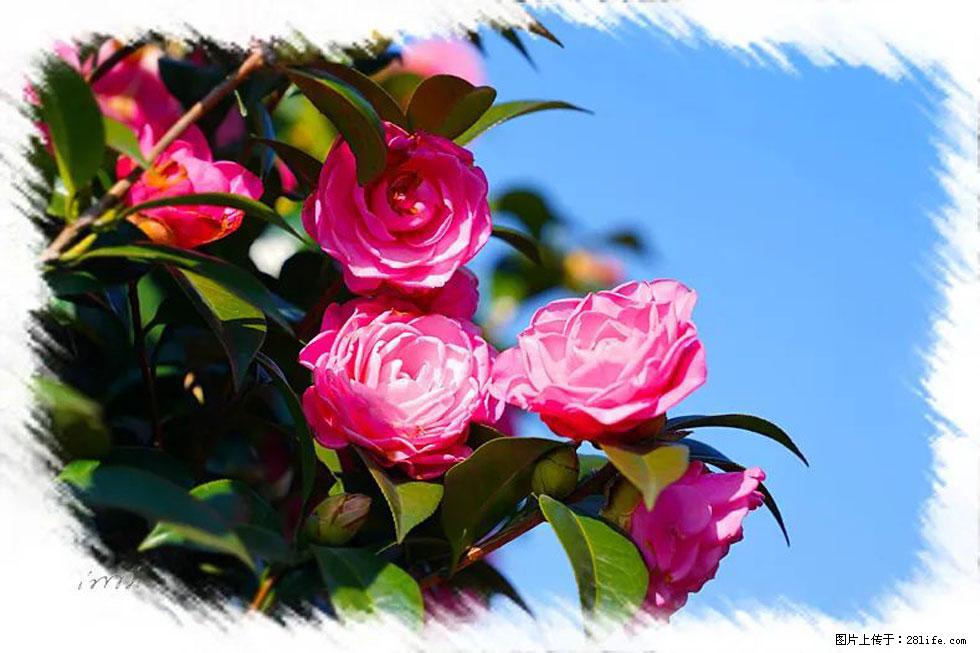 【春天，广西桂林灌阳县向您发出邀请！】杨柳井茶花惹人爱 - 游山玩水 - 廊坊生活社区 - 廊坊28生活网 lf.28life.net