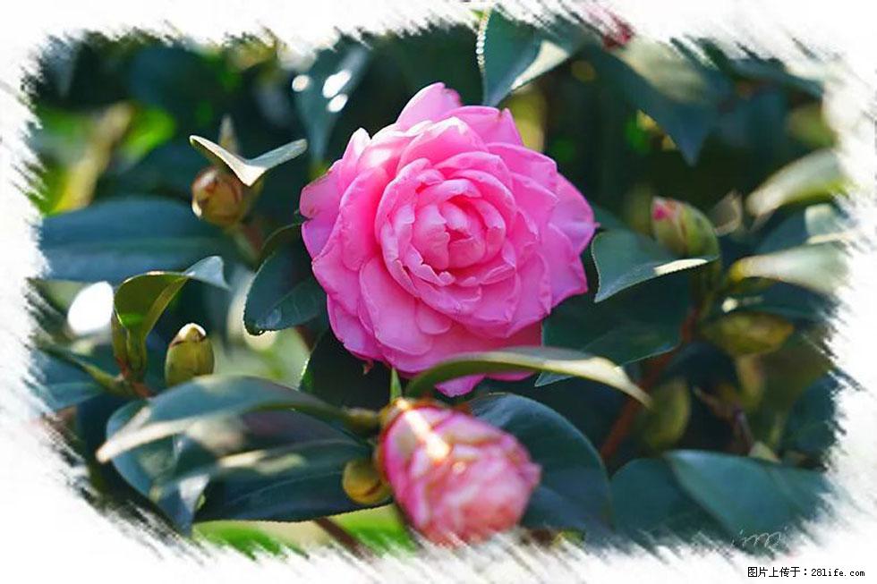 【春天，广西桂林灌阳县向您发出邀请！】杨柳井茶花惹人爱 - 游山玩水 - 廊坊生活社区 - 廊坊28生活网 lf.28life.net