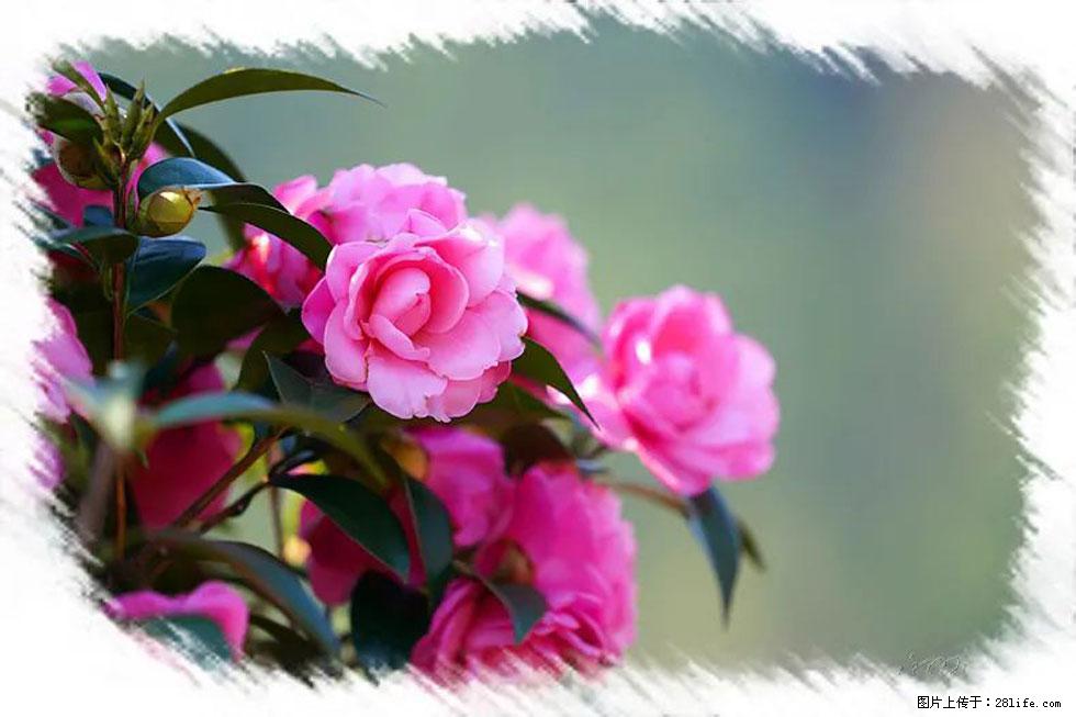 【春天，广西桂林灌阳县向您发出邀请！】杨柳井茶花惹人爱 - 游山玩水 - 廊坊生活社区 - 廊坊28生活网 lf.28life.net