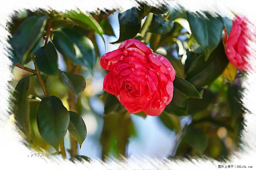 【春天，广西桂林灌阳县向您发出邀请！】杨柳井茶花惹人爱 - 游山玩水 - 廊坊生活社区 - 廊坊28生活网 lf.28life.net