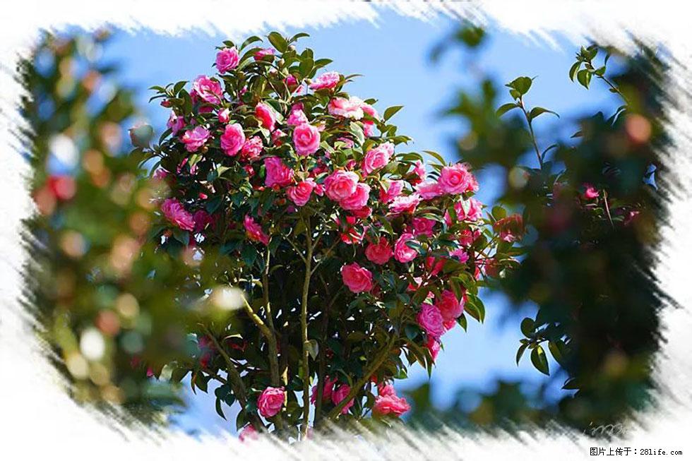 【春天，广西桂林灌阳县向您发出邀请！】杨柳井茶花惹人爱 - 游山玩水 - 廊坊生活社区 - 廊坊28生活网 lf.28life.net
