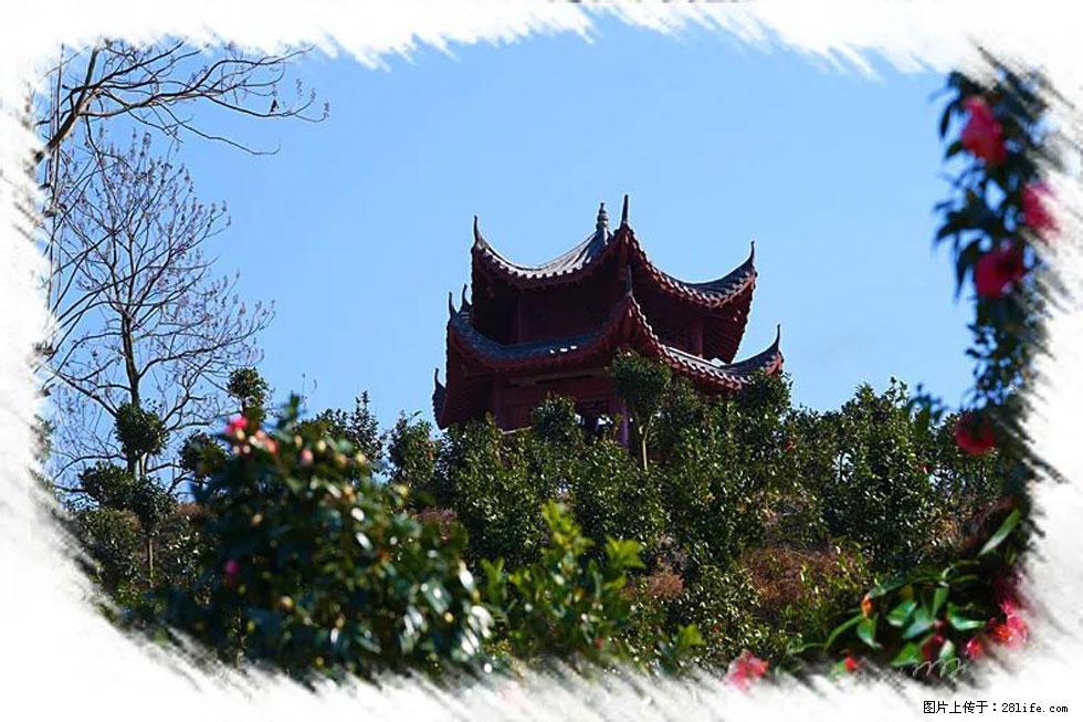 【春天，广西桂林灌阳县向您发出邀请！】杨柳井茶花惹人爱 - 游山玩水 - 廊坊生活社区 - 廊坊28生活网 lf.28life.net