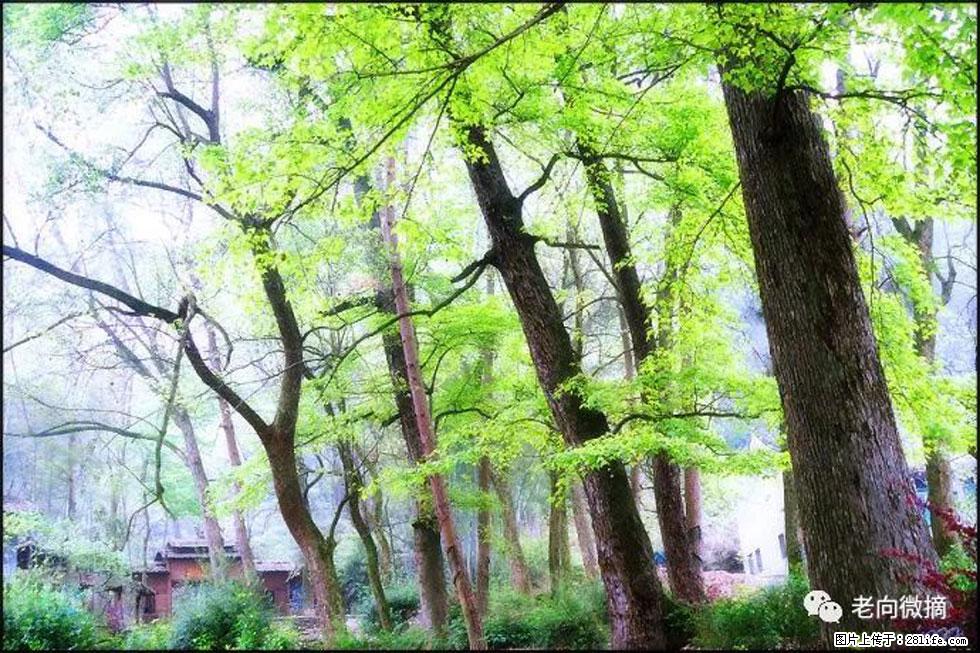 【春天，广西桂林灌阳县向您发出邀请！】在小龙村与春天约会 - 游山玩水 - 廊坊生活社区 - 廊坊28生活网 lf.28life.net
