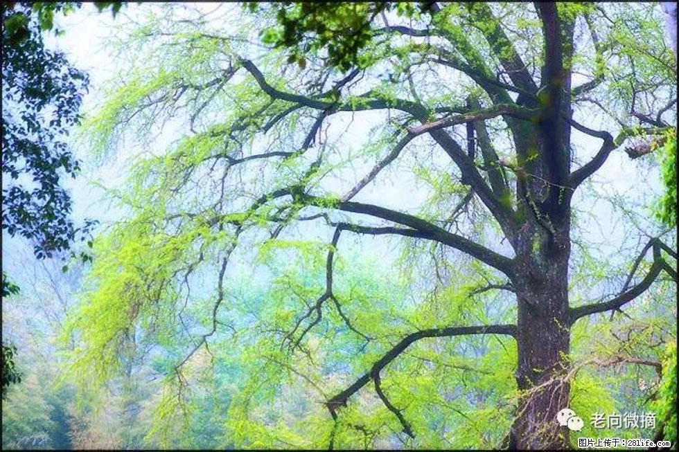 【春天，广西桂林灌阳县向您发出邀请！】在小龙村与春天约会 - 游山玩水 - 廊坊生活社区 - 廊坊28生活网 lf.28life.net