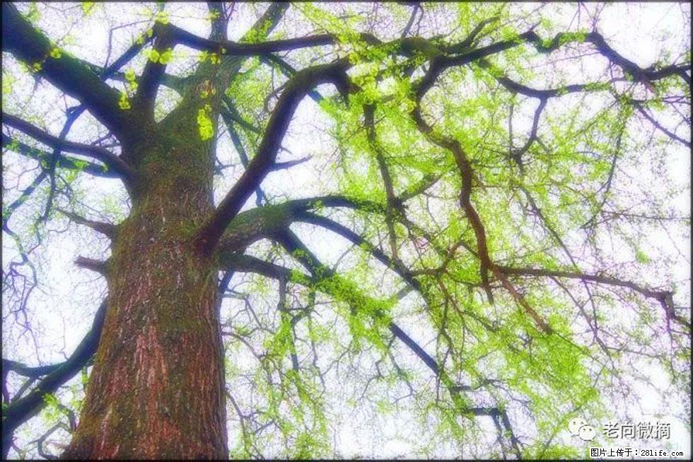 【春天，广西桂林灌阳县向您发出邀请！】在小龙村与春天约会 - 游山玩水 - 廊坊生活社区 - 廊坊28生活网 lf.28life.net