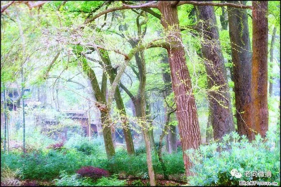 【春天，广西桂林灌阳县向您发出邀请！】在小龙村与春天约会 - 游山玩水 - 廊坊生活社区 - 廊坊28生活网 lf.28life.net