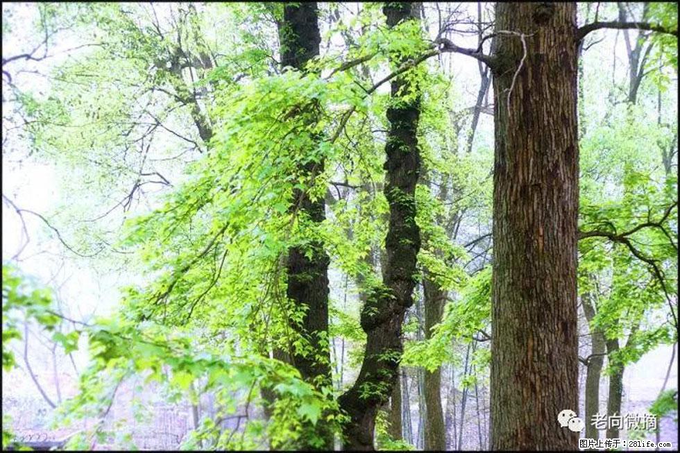 【春天，广西桂林灌阳县向您发出邀请！】在小龙村与春天约会 - 游山玩水 - 廊坊生活社区 - 廊坊28生活网 lf.28life.net