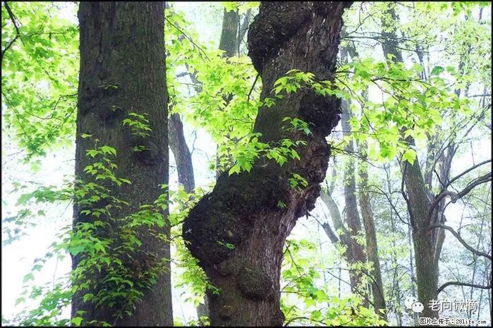 【春天，广西桂林灌阳县向您发出邀请！】在小龙村与春天约会 - 游山玩水 - 廊坊生活社区 - 廊坊28生活网 lf.28life.net