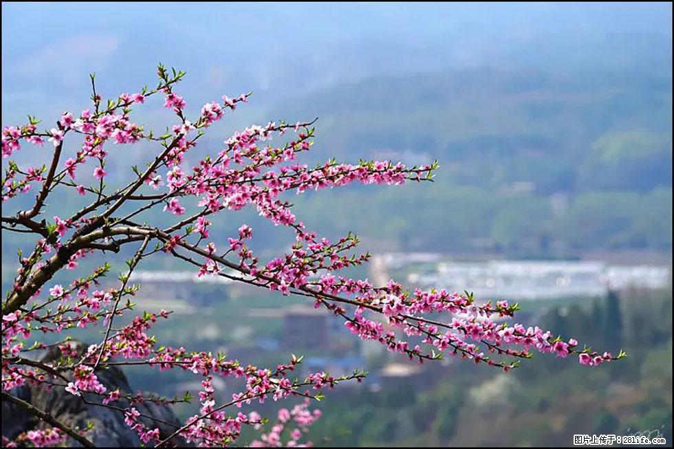 【春天，广西桂林灌阳县向您发出邀请！】望月岭上桃花开 - 游山玩水 - 廊坊生活社区 - 廊坊28生活网 lf.28life.net
