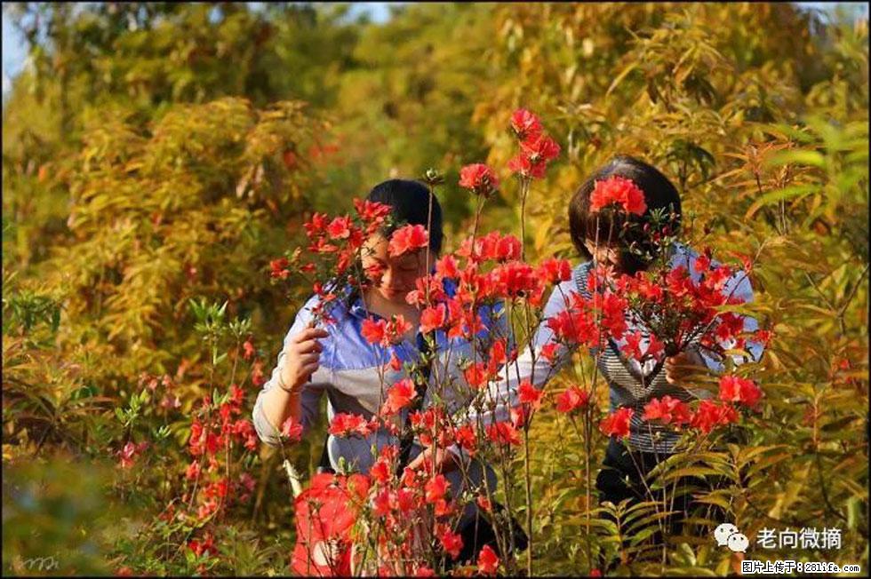 【春天，广西桂林灌阳县向您发出邀请！】登麒麟山，相约映山红 - 游山玩水 - 廊坊生活社区 - 廊坊28生活网 lf.28life.net