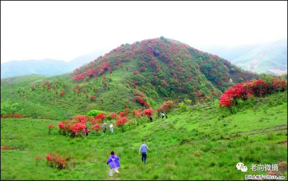 【春天，广西桂林灌阳县向您发出邀请！】宝盖山上映山红 - 游山玩水 - 廊坊生活社区 - 廊坊28生活网 lf.28life.net
