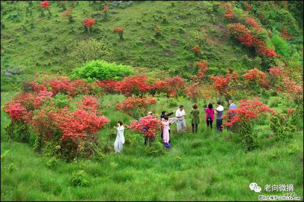 【春天，广西桂林灌阳县向您发出邀请！】宝盖山上映山红 - 游山玩水 - 廊坊生活社区 - 廊坊28生活网 lf.28life.net