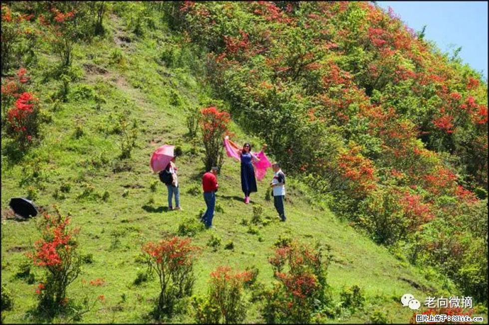 【春天，广西桂林灌阳县向您发出邀请！】宝盖山上映山红 - 游山玩水 - 廊坊生活社区 - 廊坊28生活网 lf.28life.net