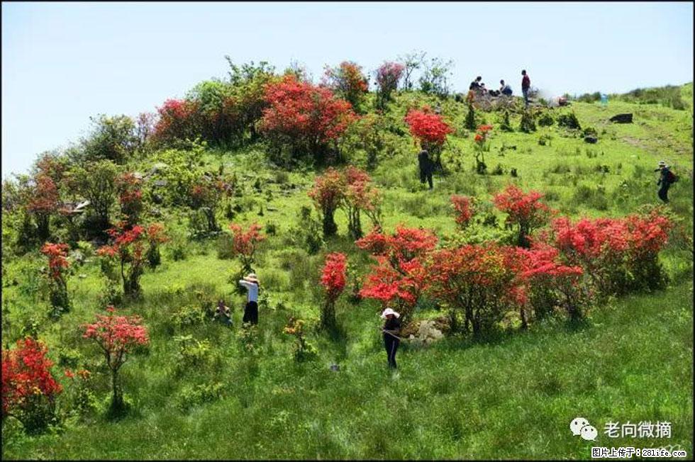 【春天，广西桂林灌阳县向您发出邀请！】宝盖山上映山红 - 游山玩水 - 廊坊生活社区 - 廊坊28生活网 lf.28life.net