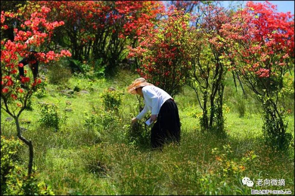 【春天，广西桂林灌阳县向您发出邀请！】宝盖山上映山红 - 游山玩水 - 廊坊生活社区 - 廊坊28生活网 lf.28life.net