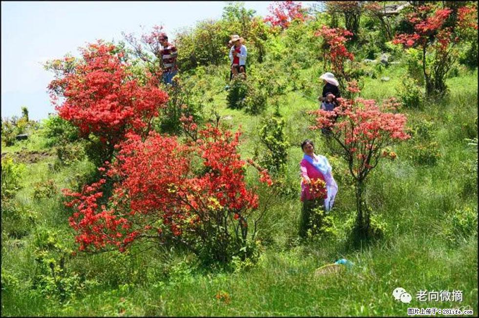 【春天，广西桂林灌阳县向您发出邀请！】宝盖山上映山红 - 游山玩水 - 廊坊生活社区 - 廊坊28生活网 lf.28life.net