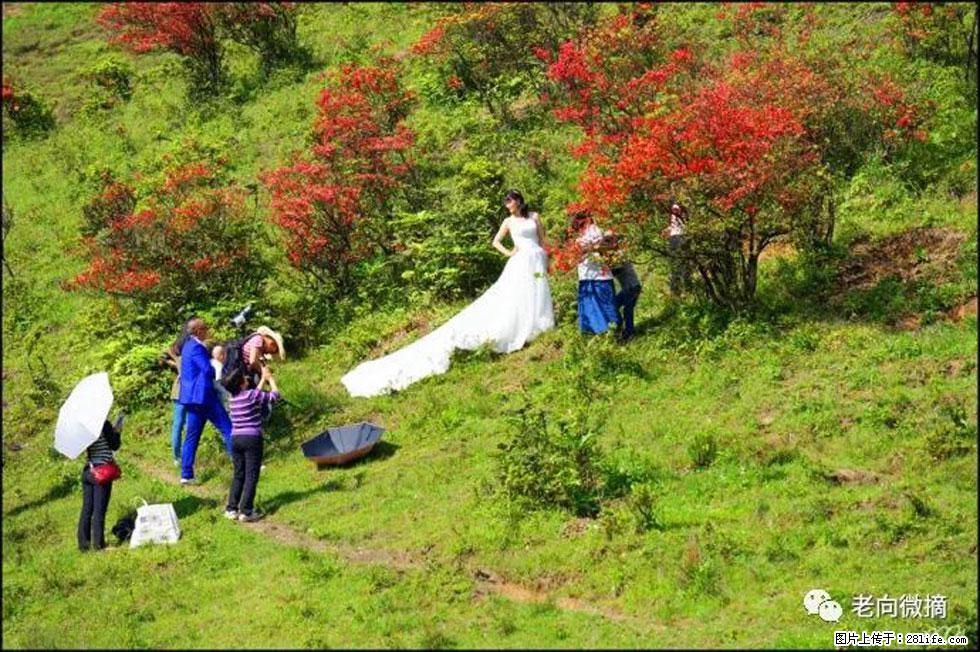 【春天，广西桂林灌阳县向您发出邀请！】宝盖山上映山红 - 游山玩水 - 廊坊生活社区 - 廊坊28生活网 lf.28life.net
