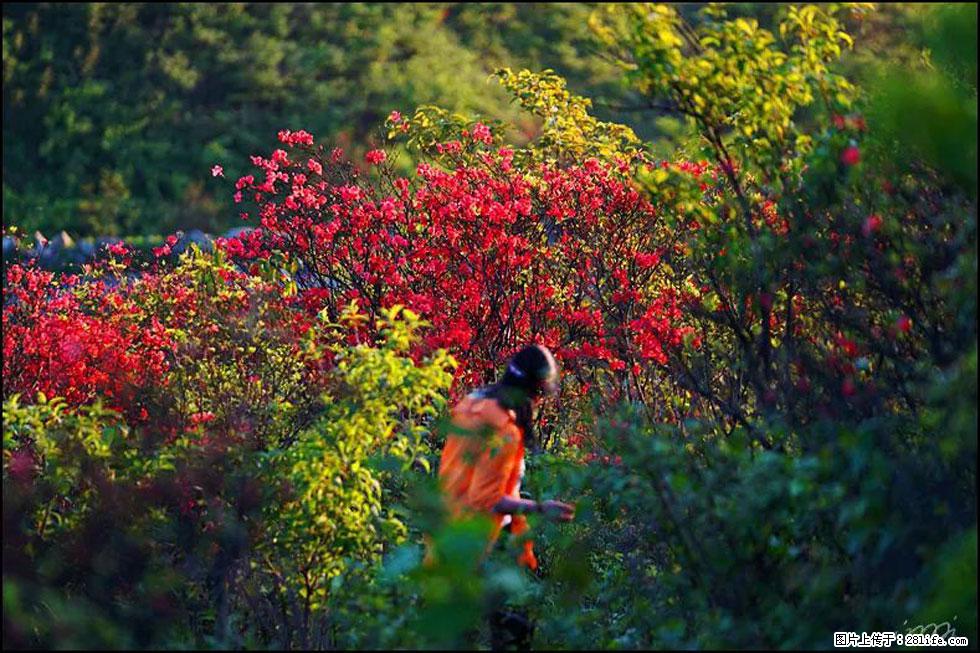 【春天，广西桂林灌阳县向您发出邀请！】春木界上映山红 - 游山玩水 - 廊坊生活社区 - 廊坊28生活网 lf.28life.net