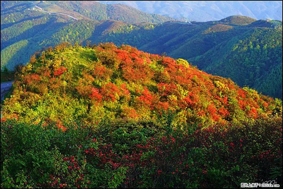 【春天，广西桂林灌阳县向您发出邀请！】春木界上映山红 - 游山玩水 - 廊坊生活社区 - 廊坊28生活网 lf.28life.net