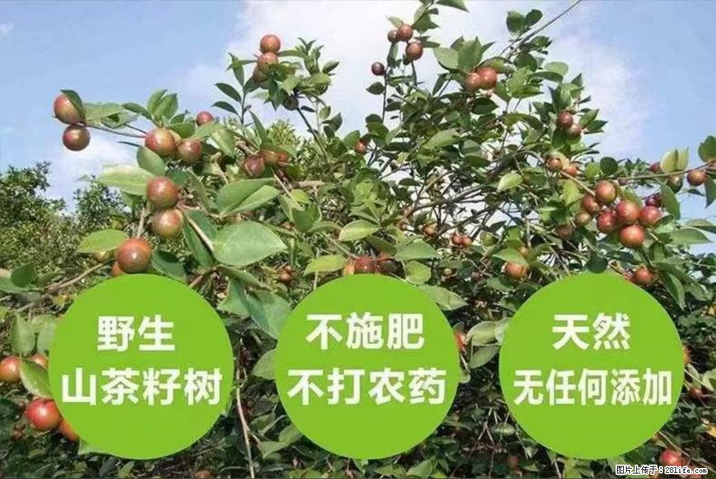 【灌阳县油茶产业示范区】一个有着充实的精神生活的人，对待身外之物自会有一种淡泊的态度 - 美食天地 - 廊坊生活社区 - 廊坊28生活网 lf.28life.net