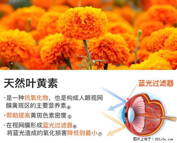 叶黄素有什么功效和作用 - 生活百科 - 廊坊生活社区 - 廊坊28生活网 lf.28life.net