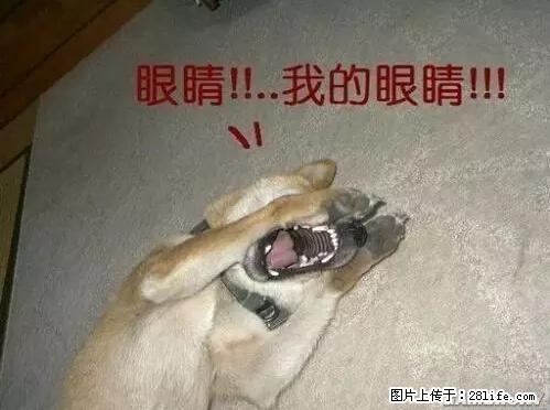 笑癫了！一女的怀孕三年未生，他终于忍不住了... - 娱乐八卦 - 廊坊生活社区 - 廊坊28生活网 lf.28life.net
