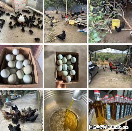 油茶园从小鸡仔开始养起的纯土鸡、土鸡蛋可以预定啦！还有前几天刚榨的纯山茶油哦 - 美食天地 - 廊坊生活社区 - 廊坊28生活网 lf.28life.net