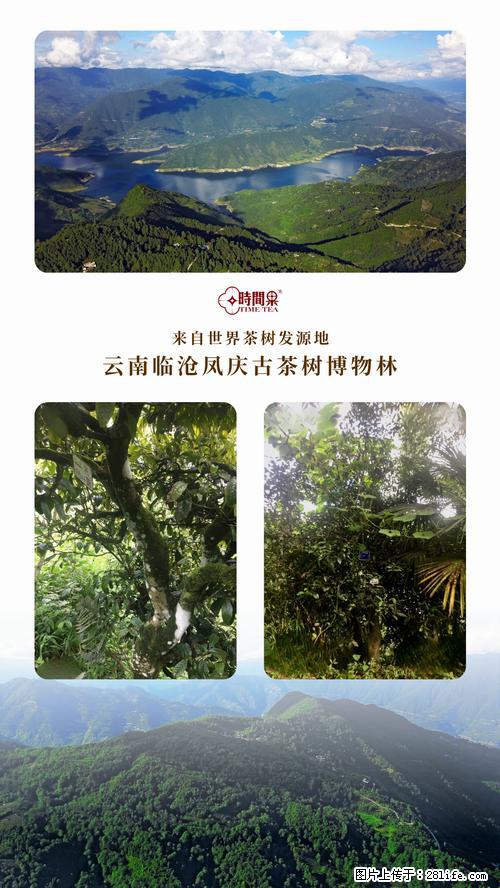 时间果百年古树2025年春红茶 - 购物交流 - 廊坊生活社区 - 廊坊28生活网 lf.28life.net