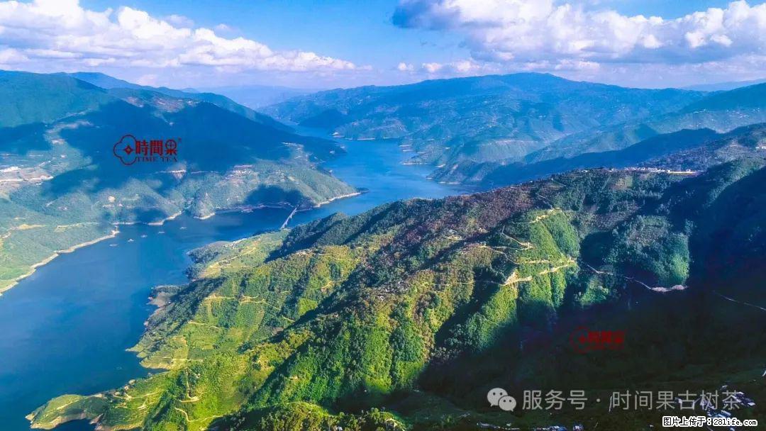 时间果百年古树龙珠普洱生茶 - 购物交流 - 廊坊生活社区 - 廊坊28生活网 lf.28life.net