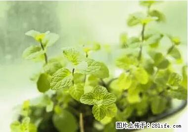 晕车、脚气、牙齿变黄、皮肤粗糙？学会这些三分钟搞定！ - 廊坊生活资讯 - 廊坊28生活网 lf.28life.net