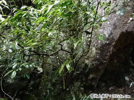 平乐石崖茶，珍贵仅次于金花茶 - 廊坊生活资讯 - 廊坊28生活网 lf.28life.net