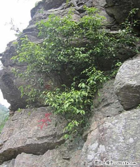平乐石崖茶，珍贵仅次于金花茶 - 廊坊生活资讯 - 廊坊28生活网 lf.28life.net