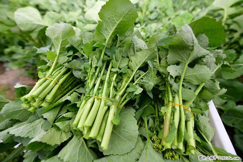 这些蔬菜是“天然钙片”，这6种被医生重点推荐 - 廊坊生活资讯 - 廊坊28生活网 lf.28life.net